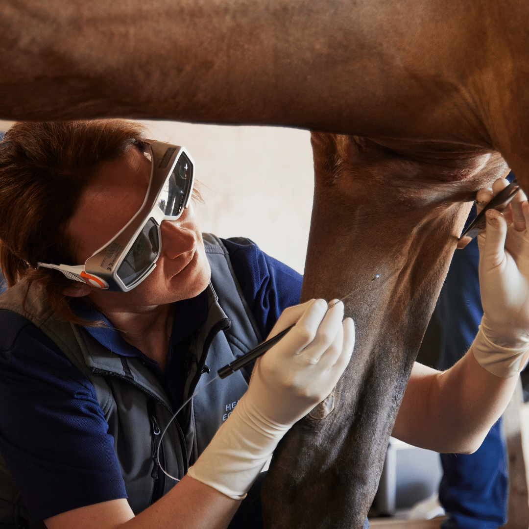 Equine Laser System – Dual Wavelength Surgical Diode | MED Equus