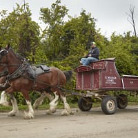 DV2-Western-Clydesdales 96