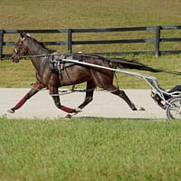 Woodbine-Pacer-Trotter 34