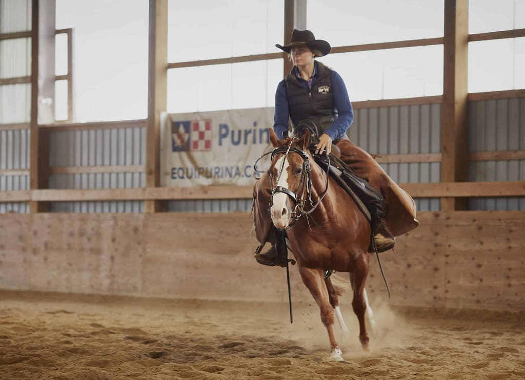 Home DV2 Western Clydesdales 66