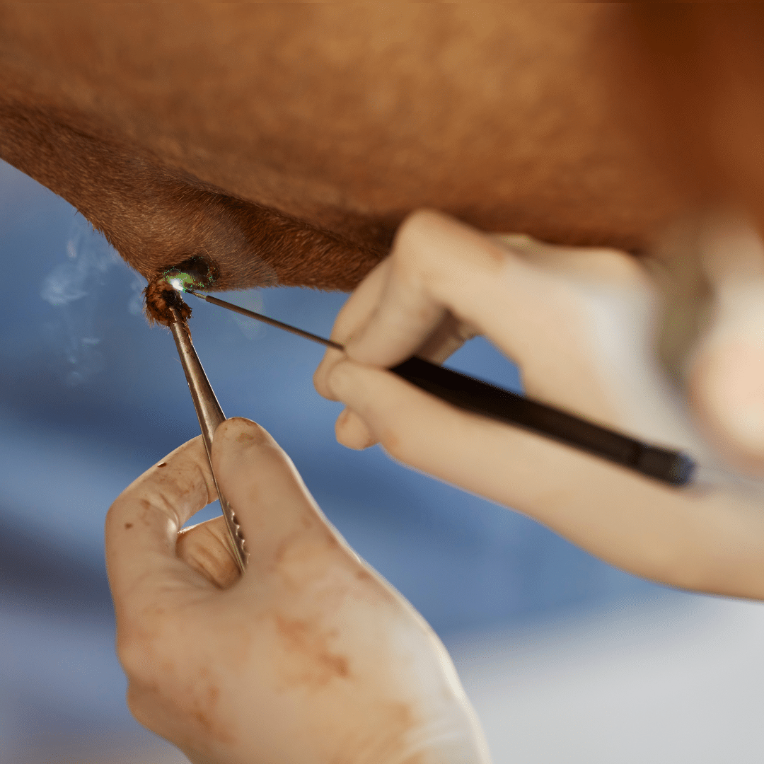 precision surgical equine laser - Med Equus