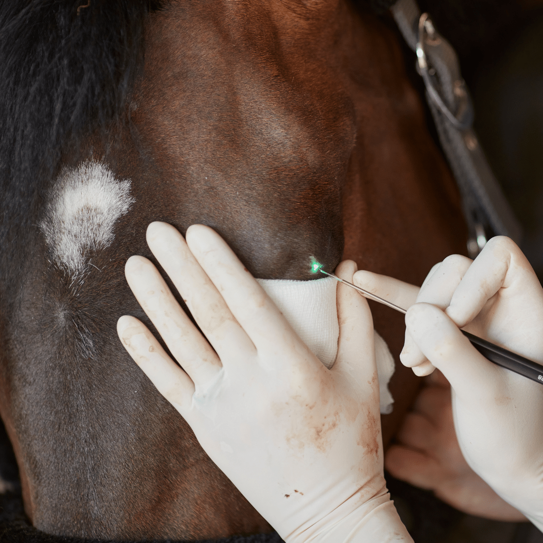 equine surgical laser