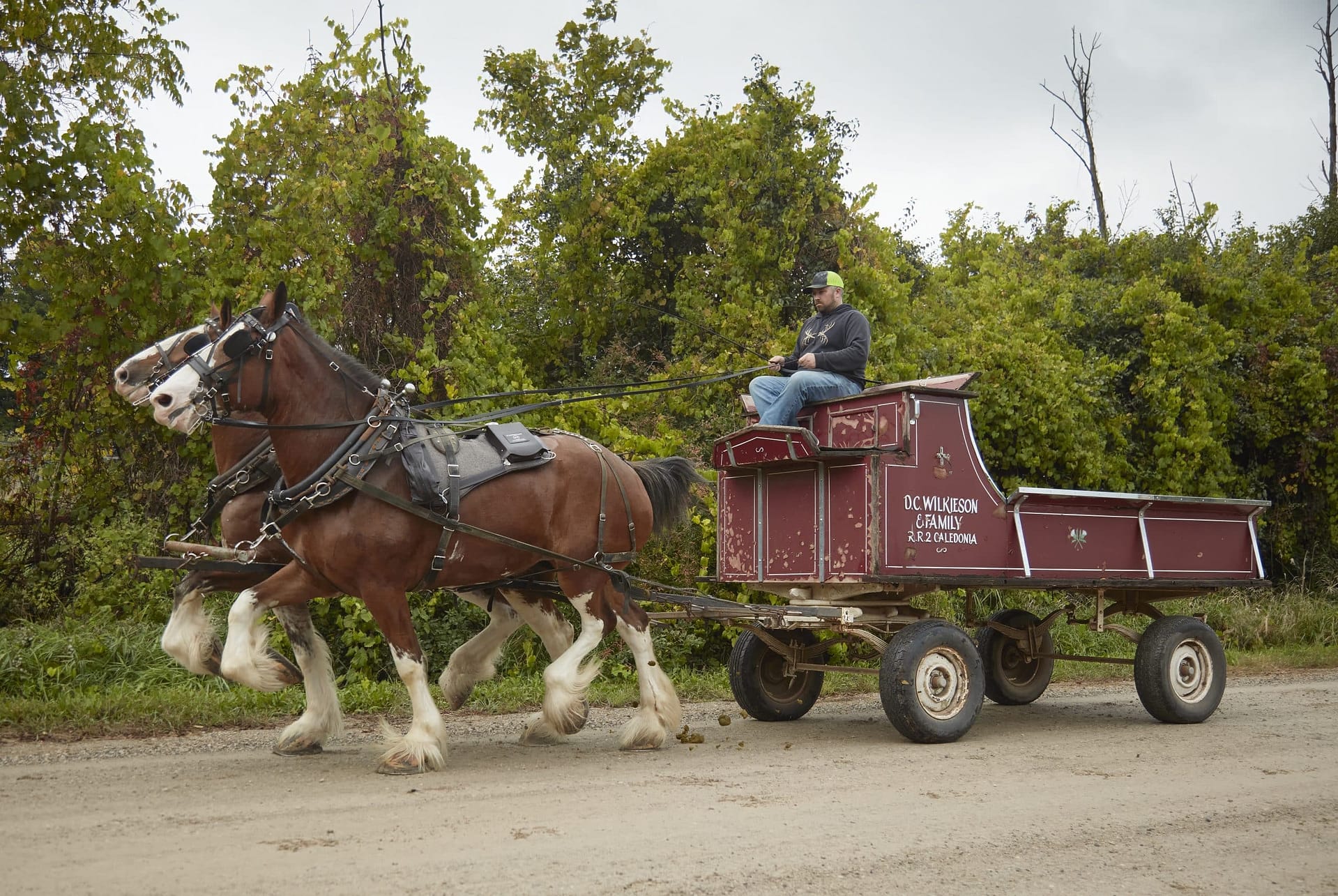 DV2-Western-Clydesdales 96