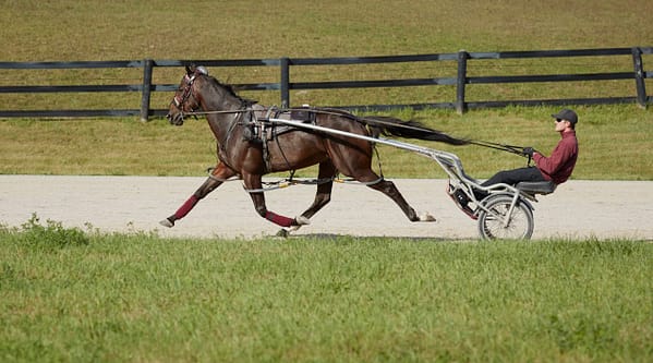 Woodbine-Pacer-Trotter 34