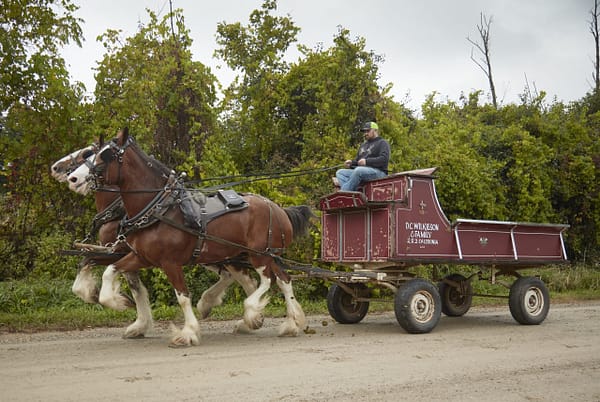 DV2-Western-Clydesdales 96