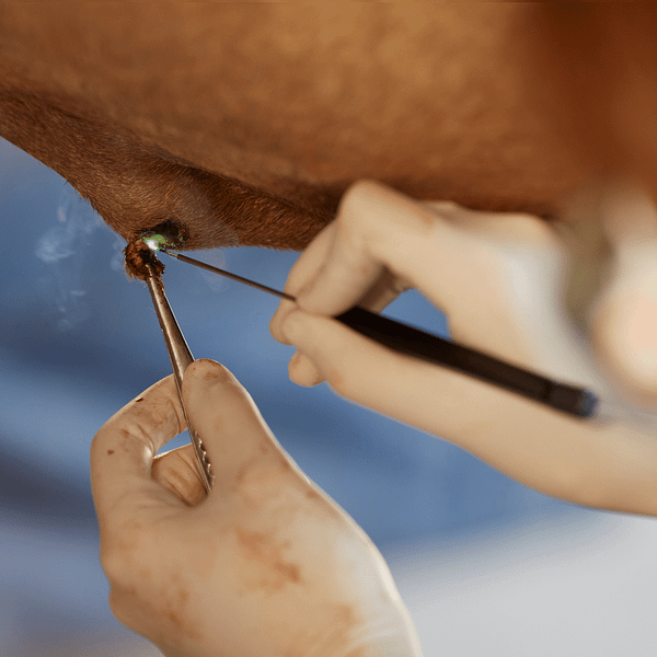 precision surgical equine laser - Med Equus