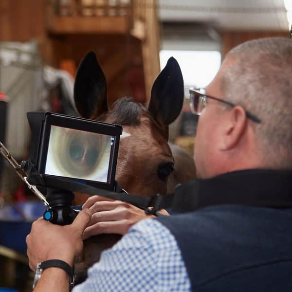 MEDView DV1/2 PRO veterinary endoscope in clinical use