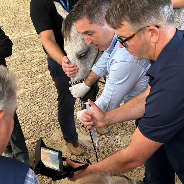 Portable video endoscope system for horse examinations