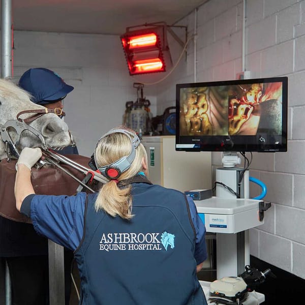 MEDView DV Dental Scope equine dental endoscope in use with the Endoscopy trolley